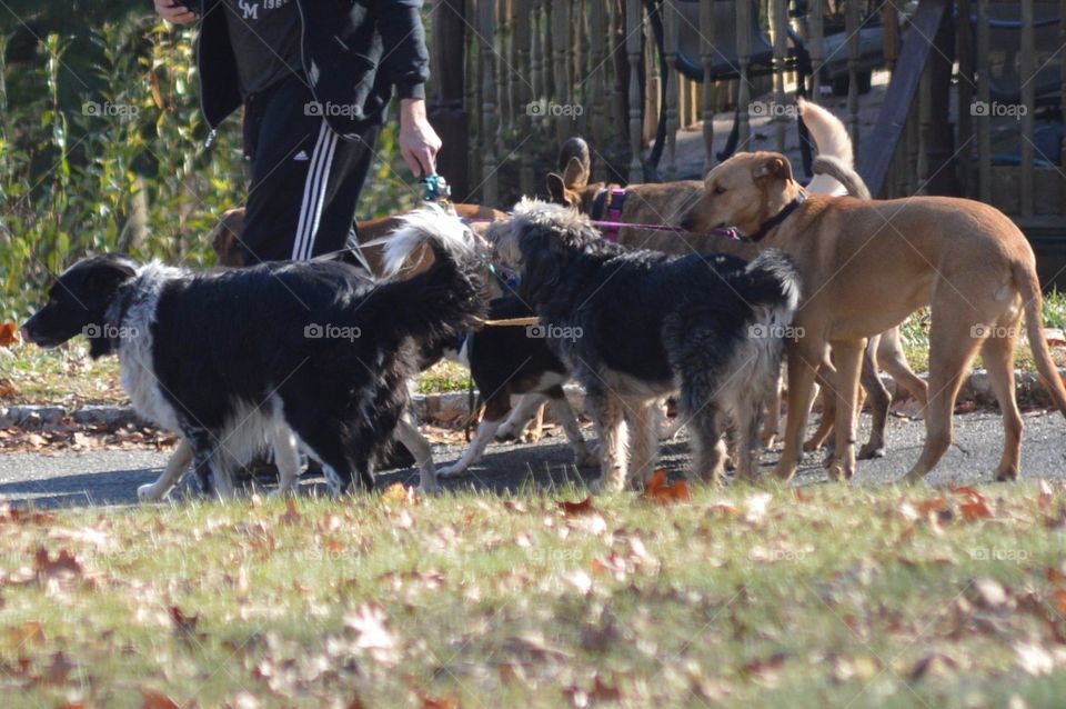 Walking multiple dogs. Well behaved