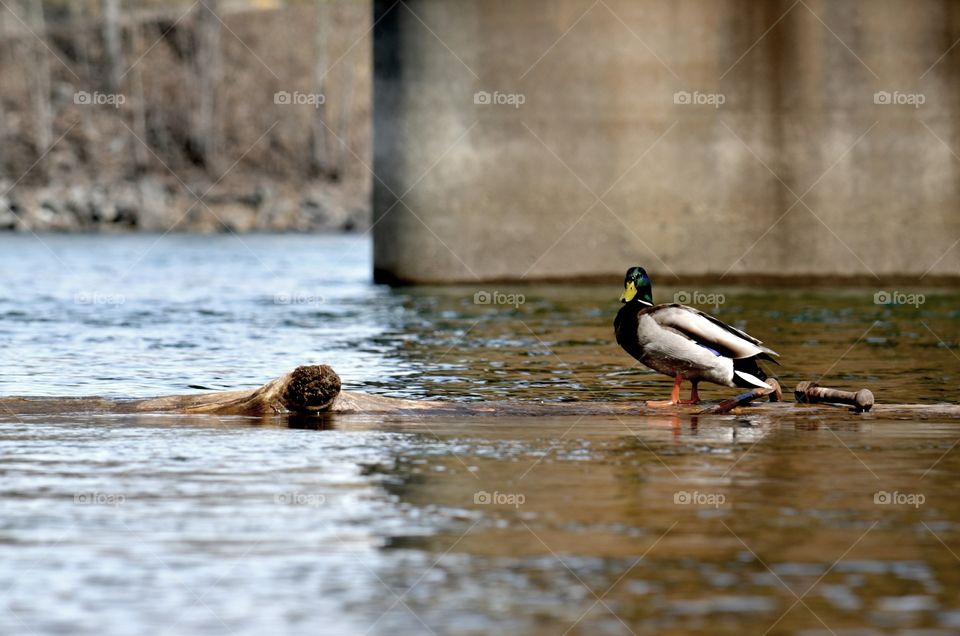 Duck on a Log