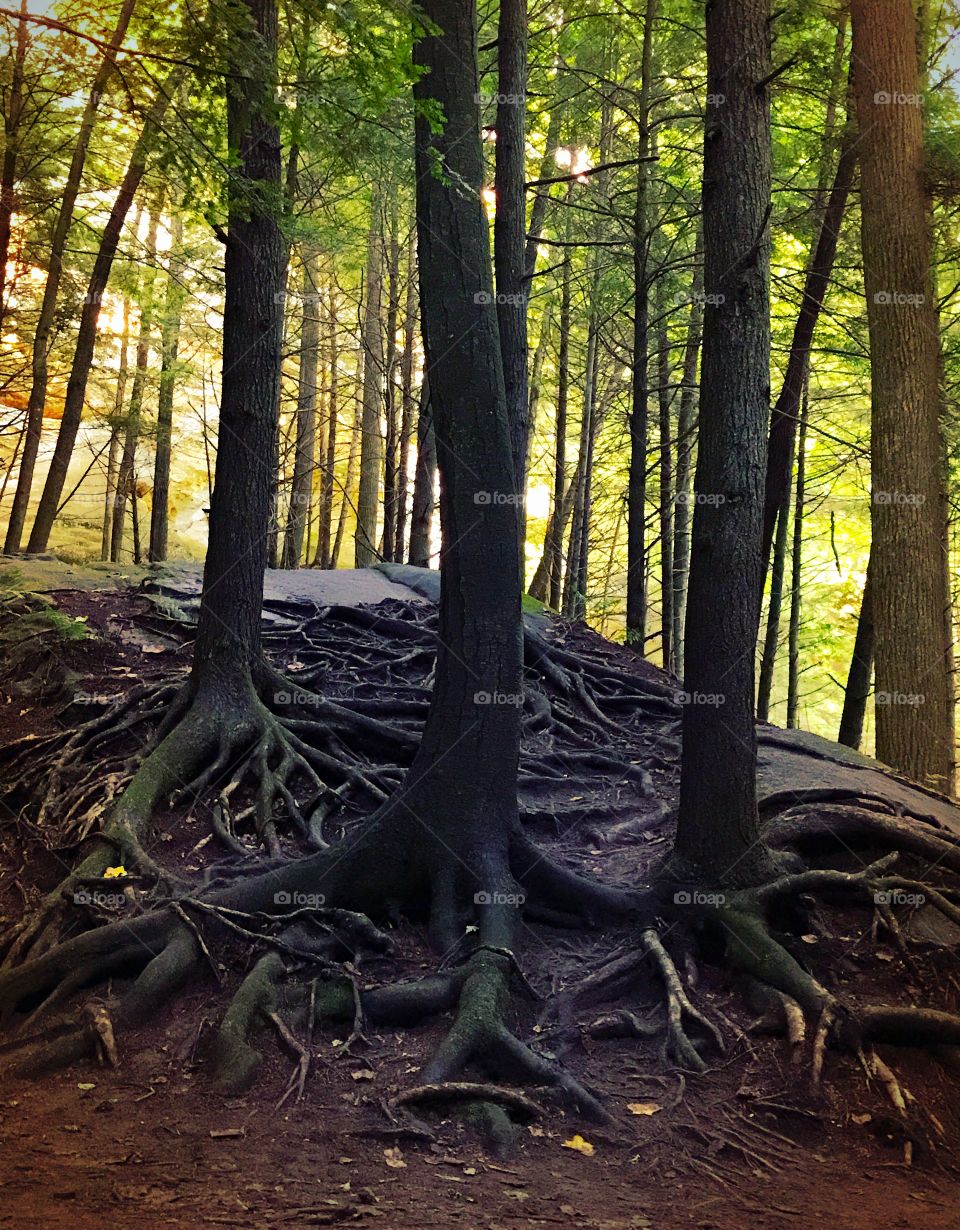 roots to branches