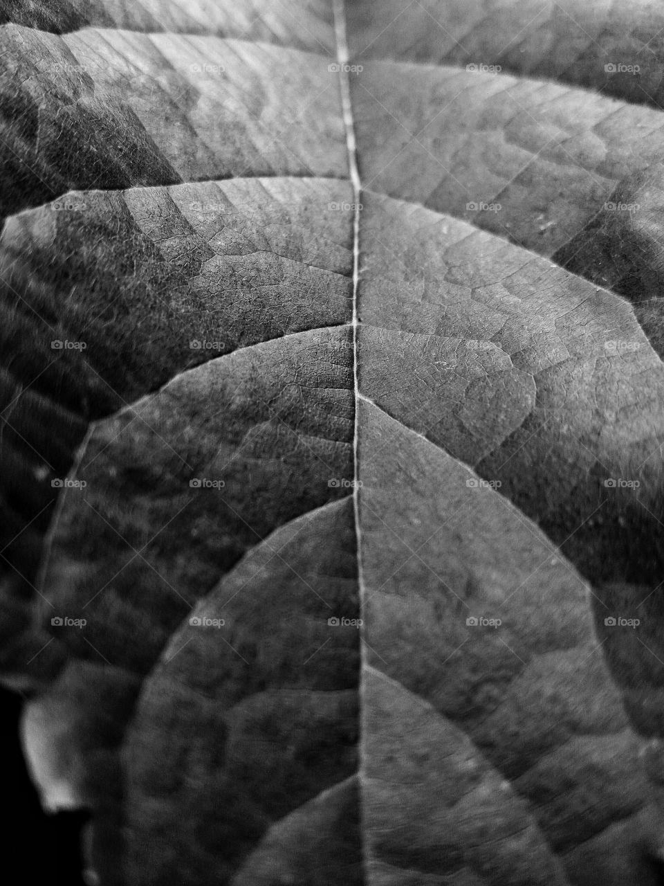 Leaf for Live