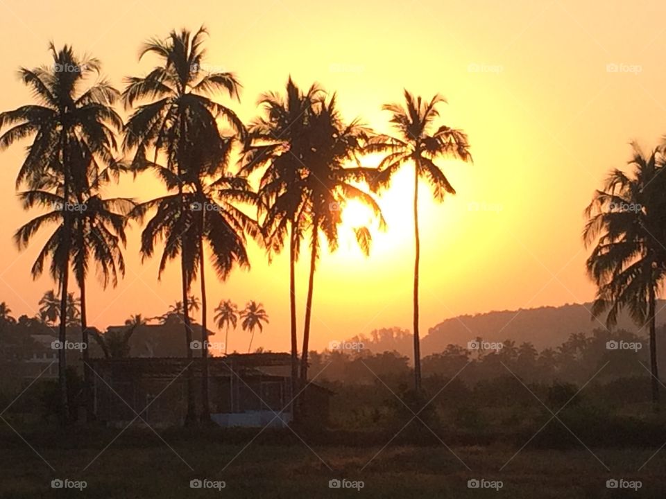 Goan sunset. Hot sunset and silhouette of coconut palms. Goa, India