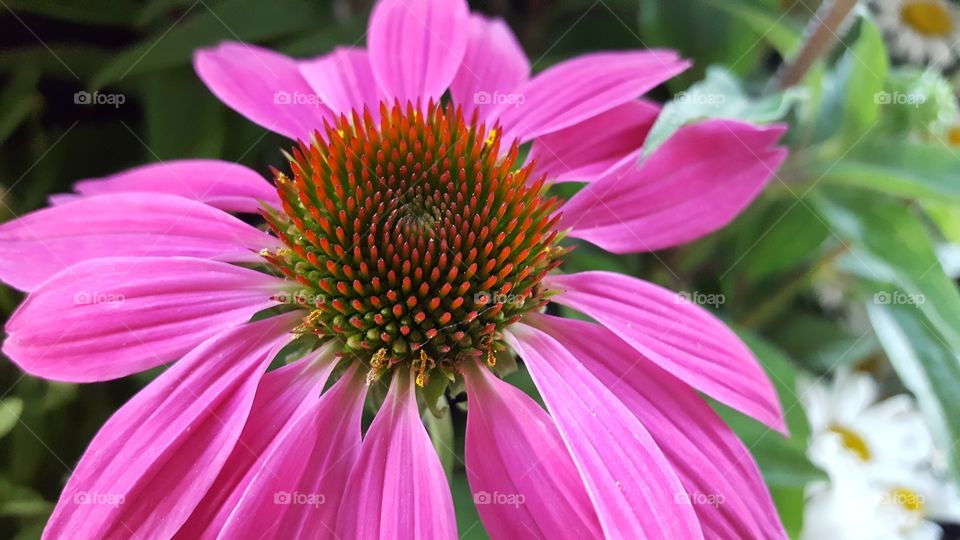 closeup flower