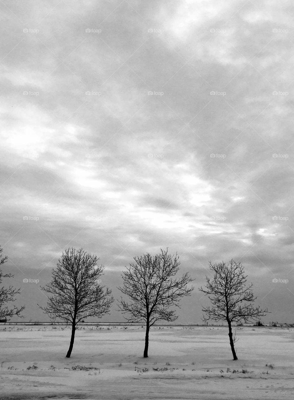 Bare trees on snowy landscape