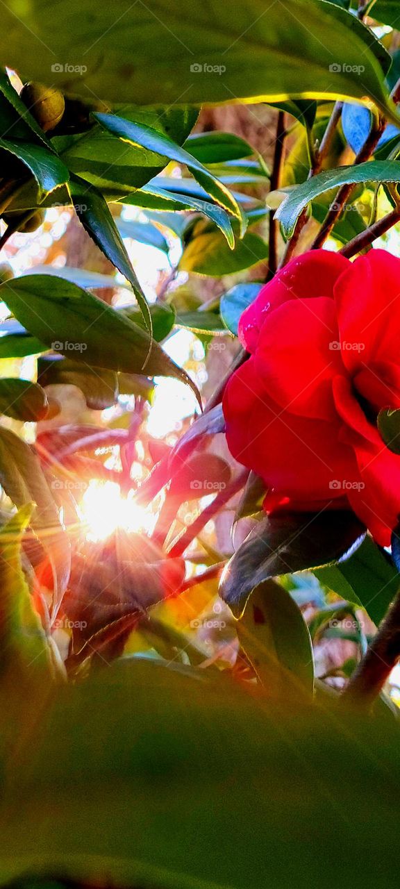 sunshine through the Camila tree