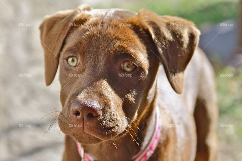 Chocolate Puppy