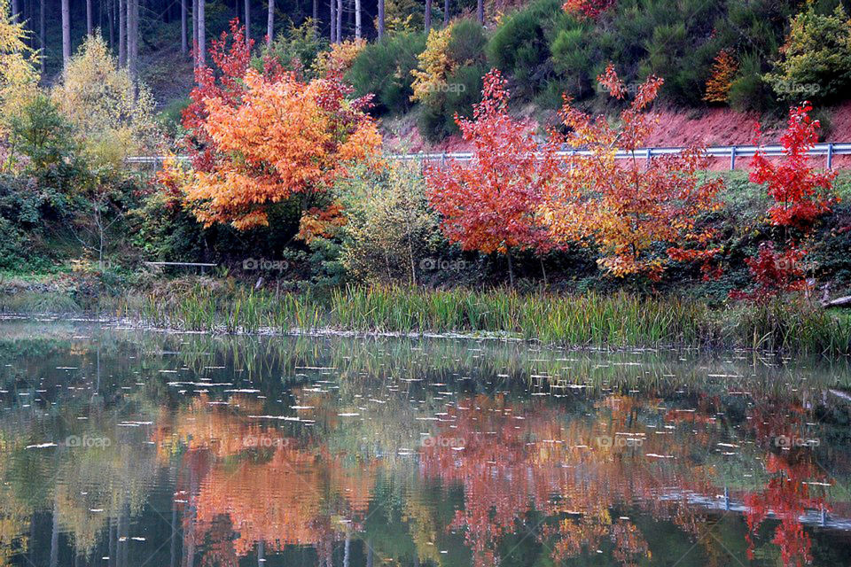 Fall foliage reflects off a pond near Niersbach, Germany. 