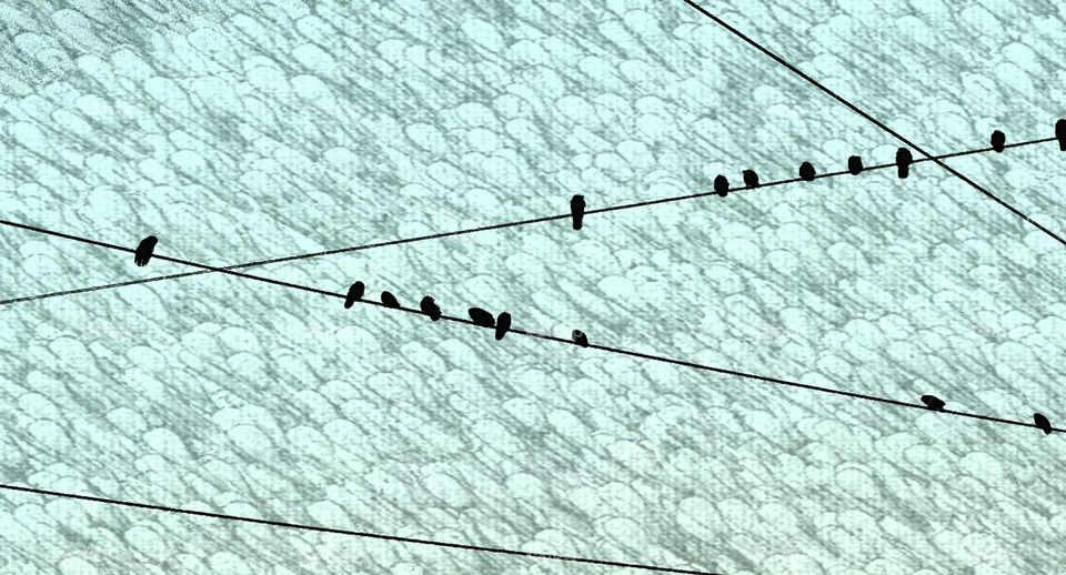 birds on wires. morning pic from car