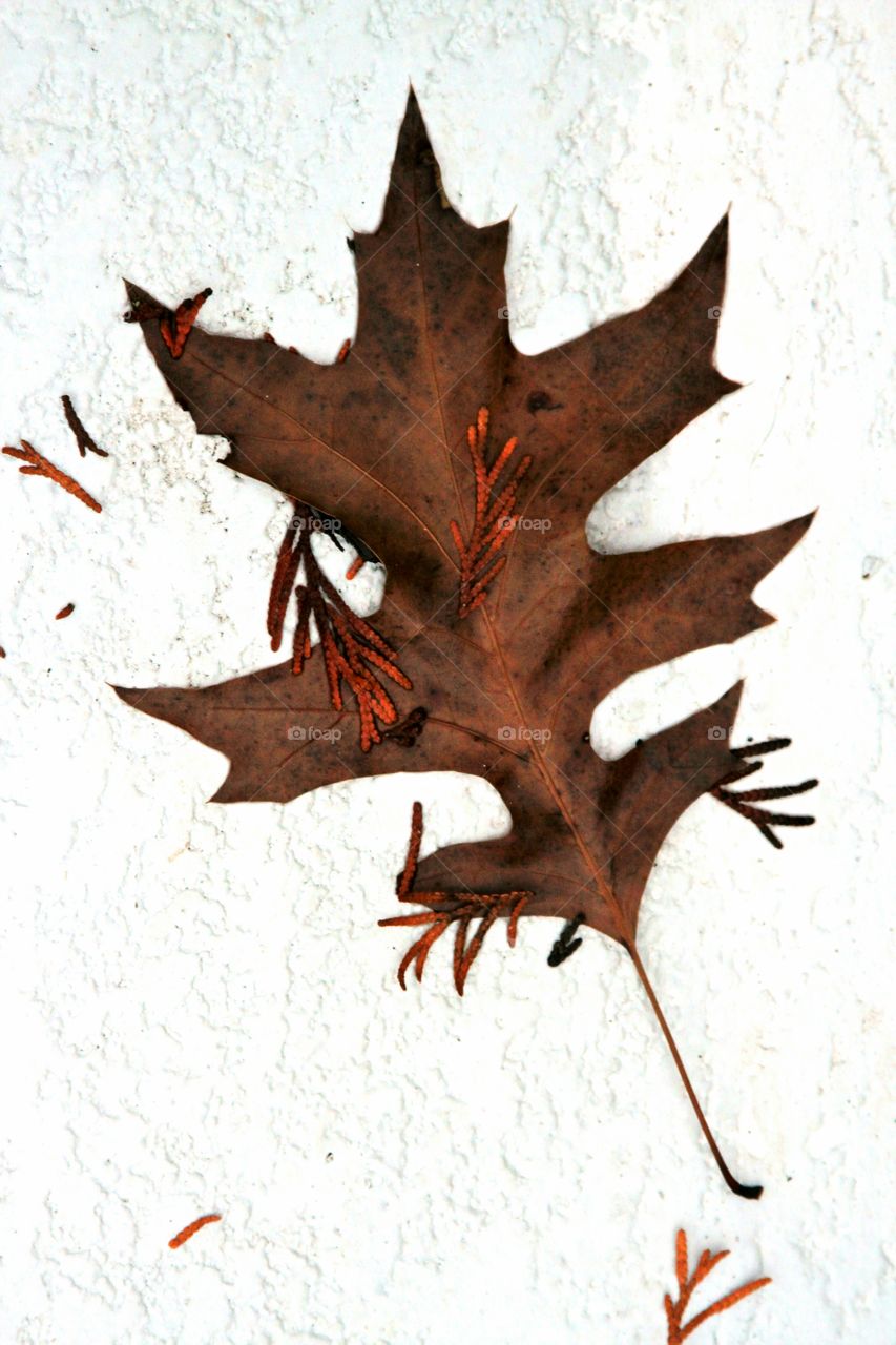 leaf on concrete, left after the rain