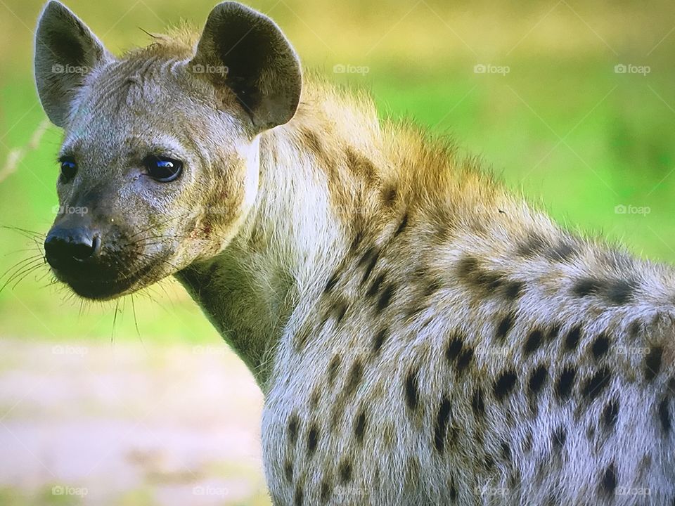 Hot dog wild life lol