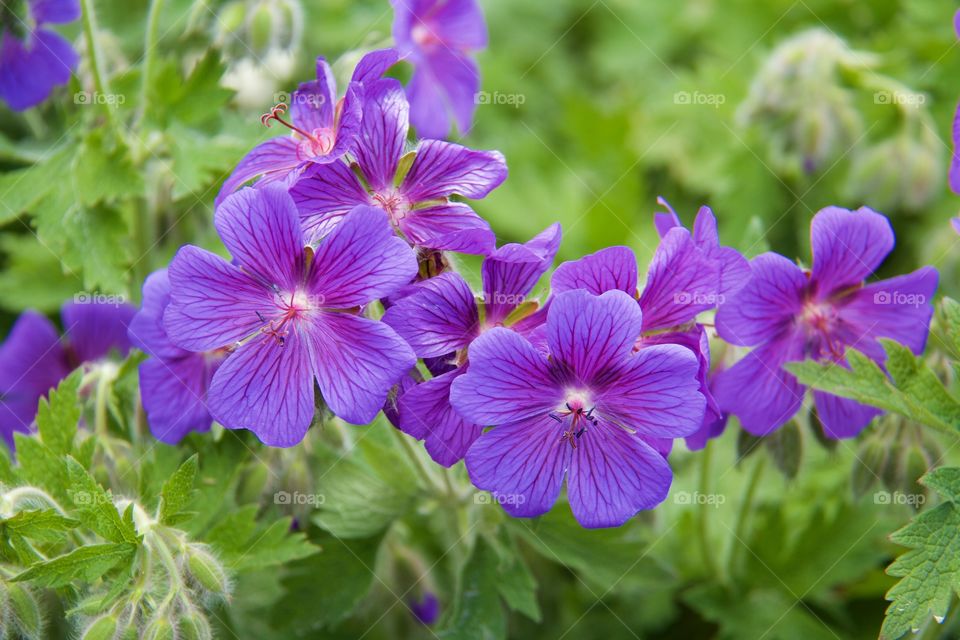 Midsummer flowers (geranium sylvaticum). Midsummer flowers (geranium sylvaticum)