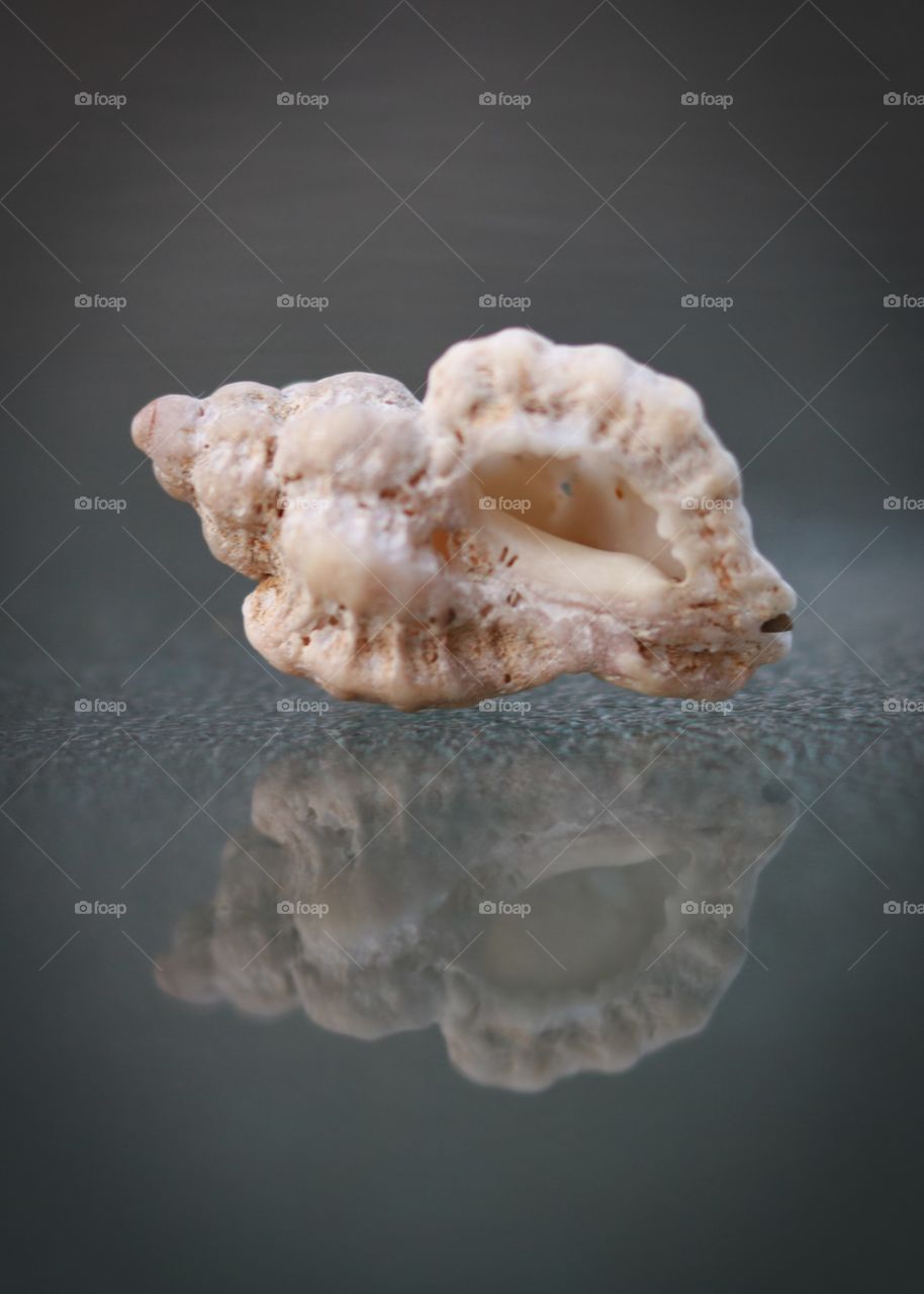 Nature, shell, mirror image,