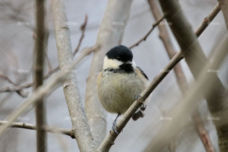 Coal tit