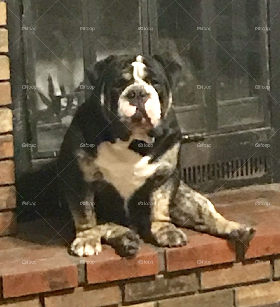 Bulldog by the fireplace 