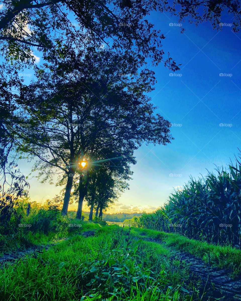 Sun rising behind a line of trees next to a dirt road between the farmlands