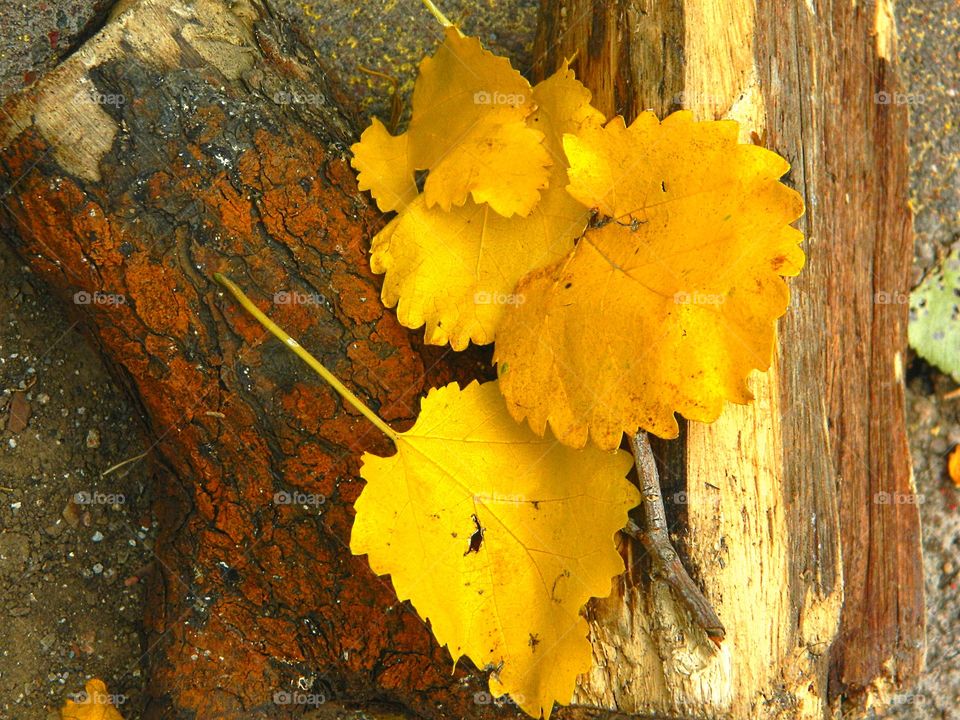 Yellow leaves on Pinon Wood