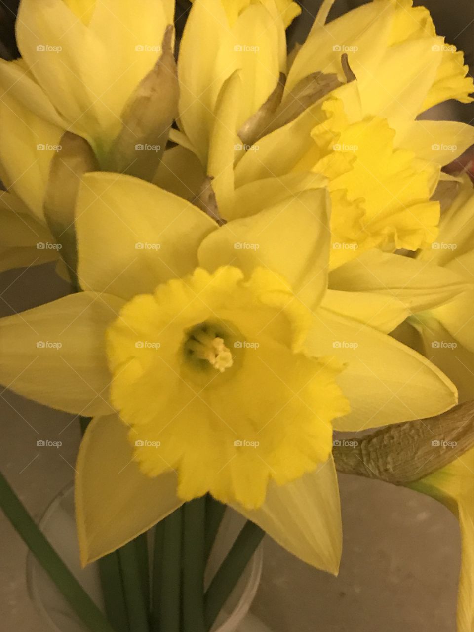 Blooming daffodils 