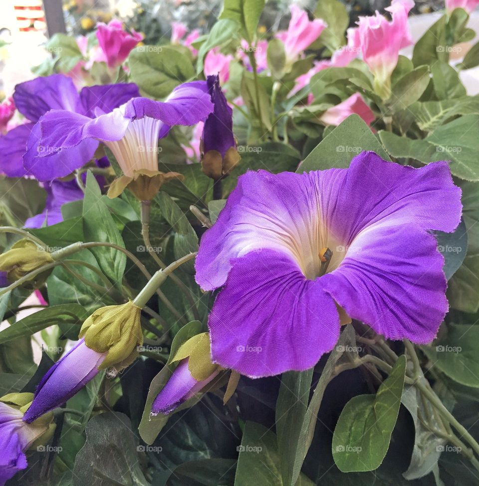 Purple bloom