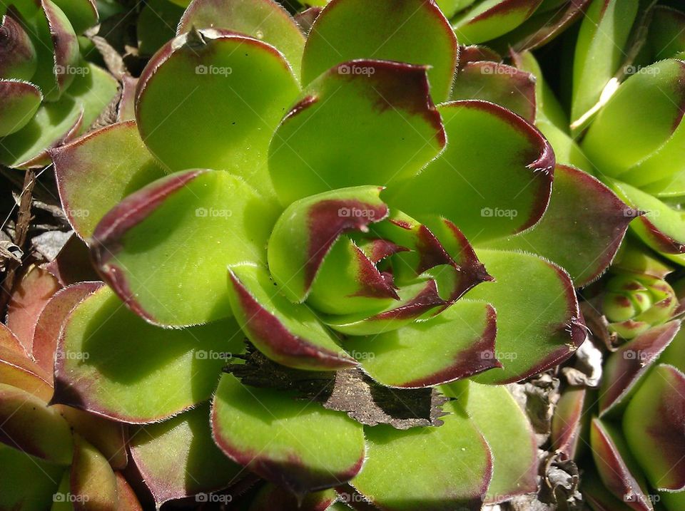 plant close up1