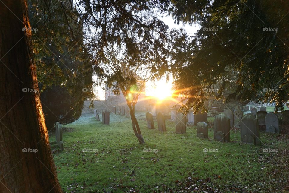 Sunset in the churchyard ... rays hitting the bark and also lighting up the leaves in the foreground 