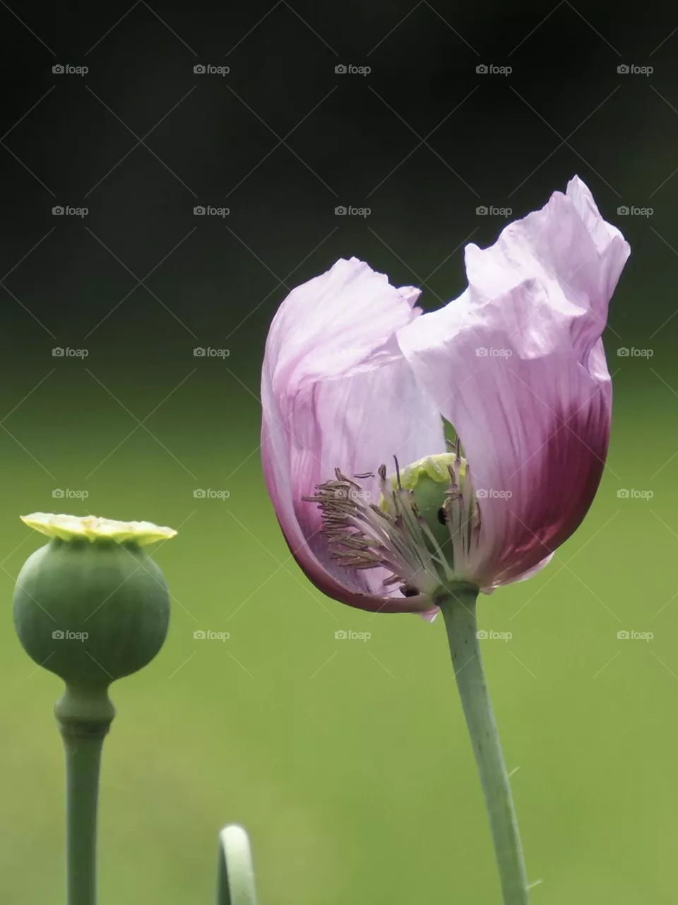 🧚
