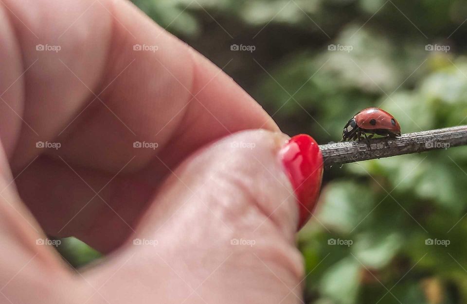 Ladybug in my hand