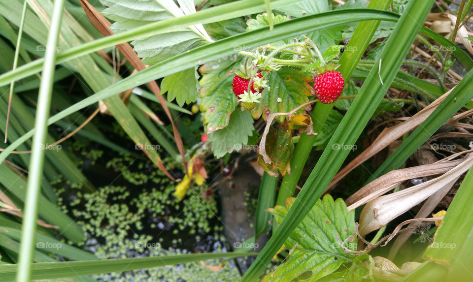 Strawberries by the garden pond