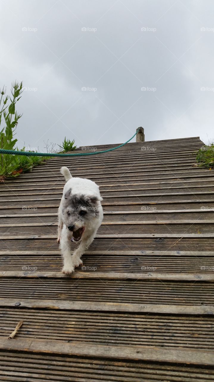 No Person, Dog, Animal, Wood, Cute