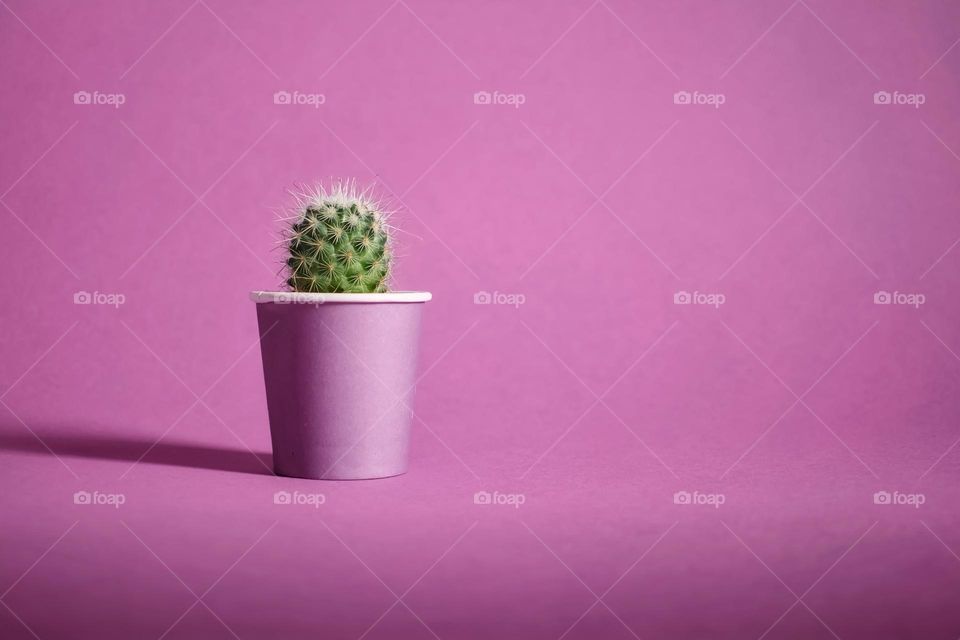 Cactus in the vase on purple background