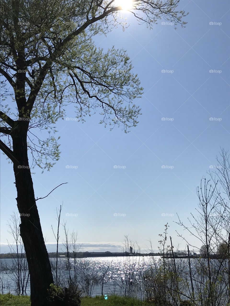 Tree by the waterside