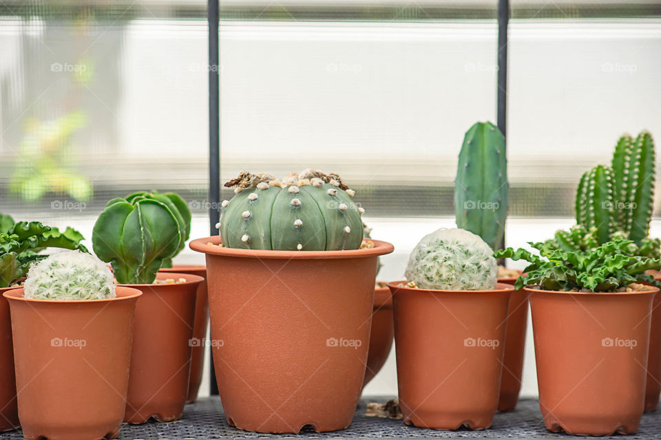 Many Small Cactus For decorative plant on table.