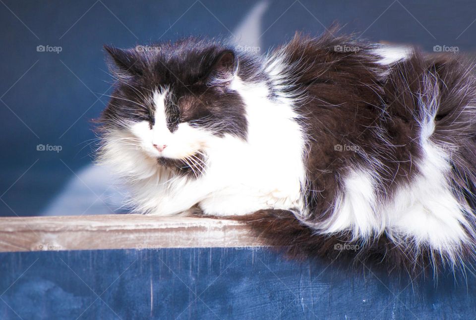 big fluffy cat sitting on the fence