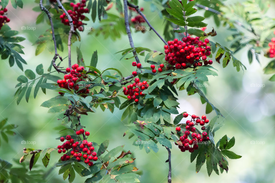 Rowan berry tree first signs of autumn 