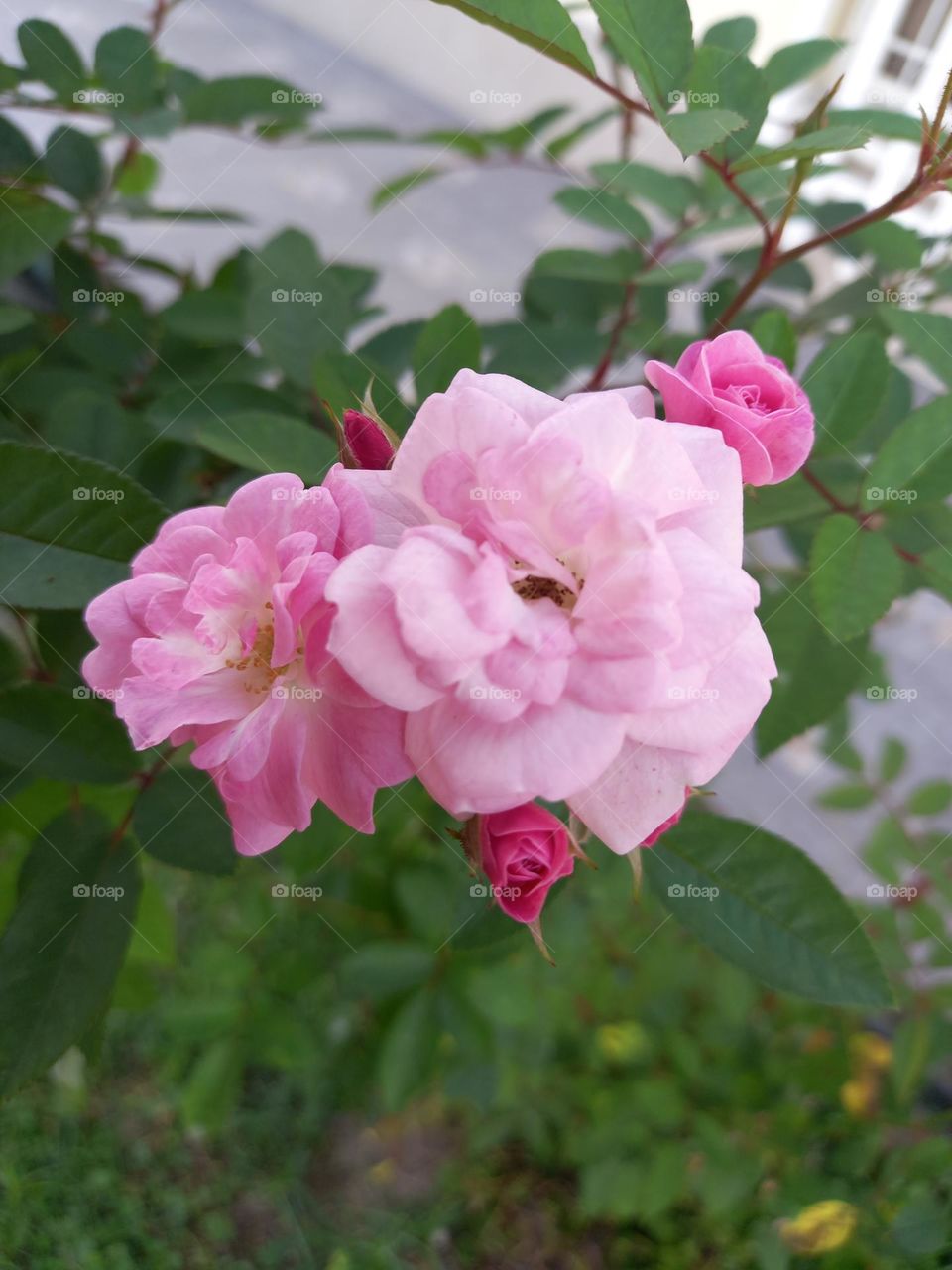 pink roses