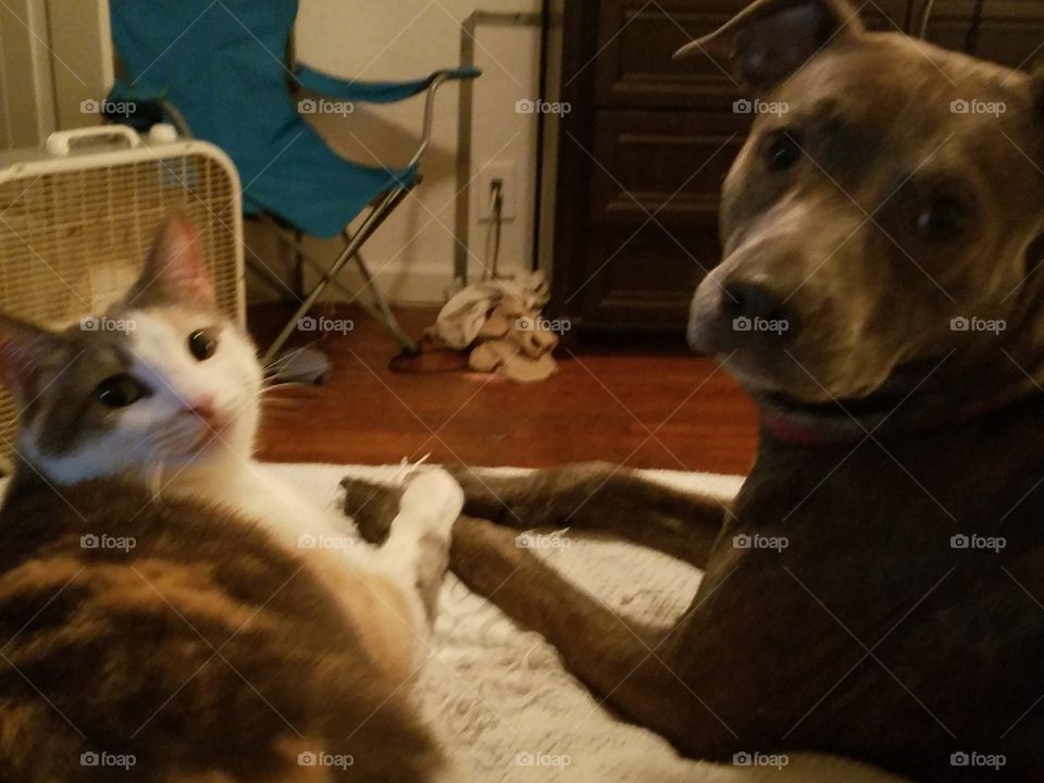 cats and dogs holding hands being friends