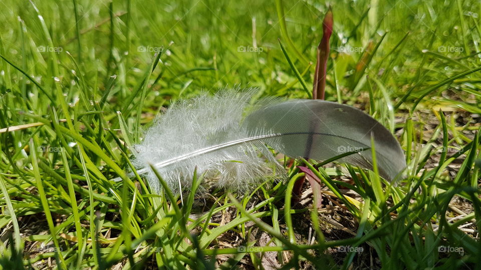 feather in the grass in the spring park