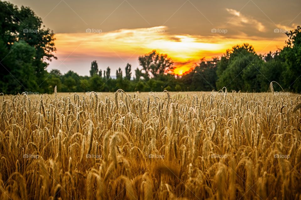 Wheat growing on field at dusk