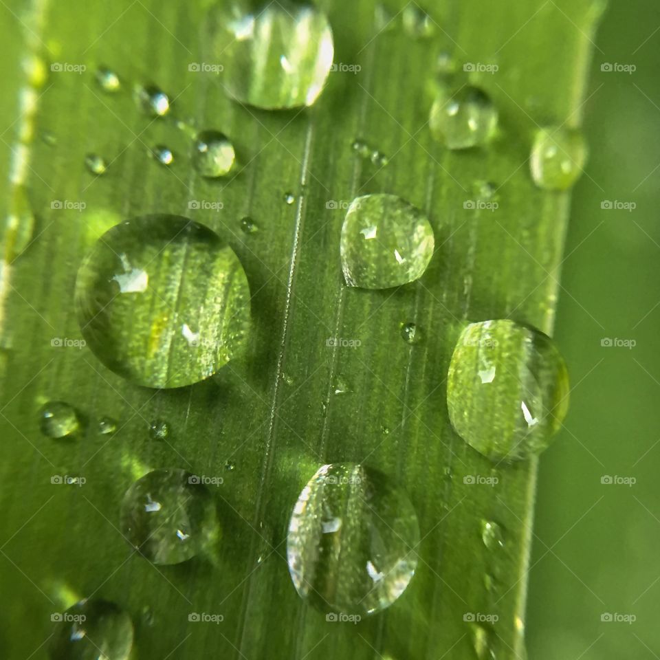 Close-up of wet leaf