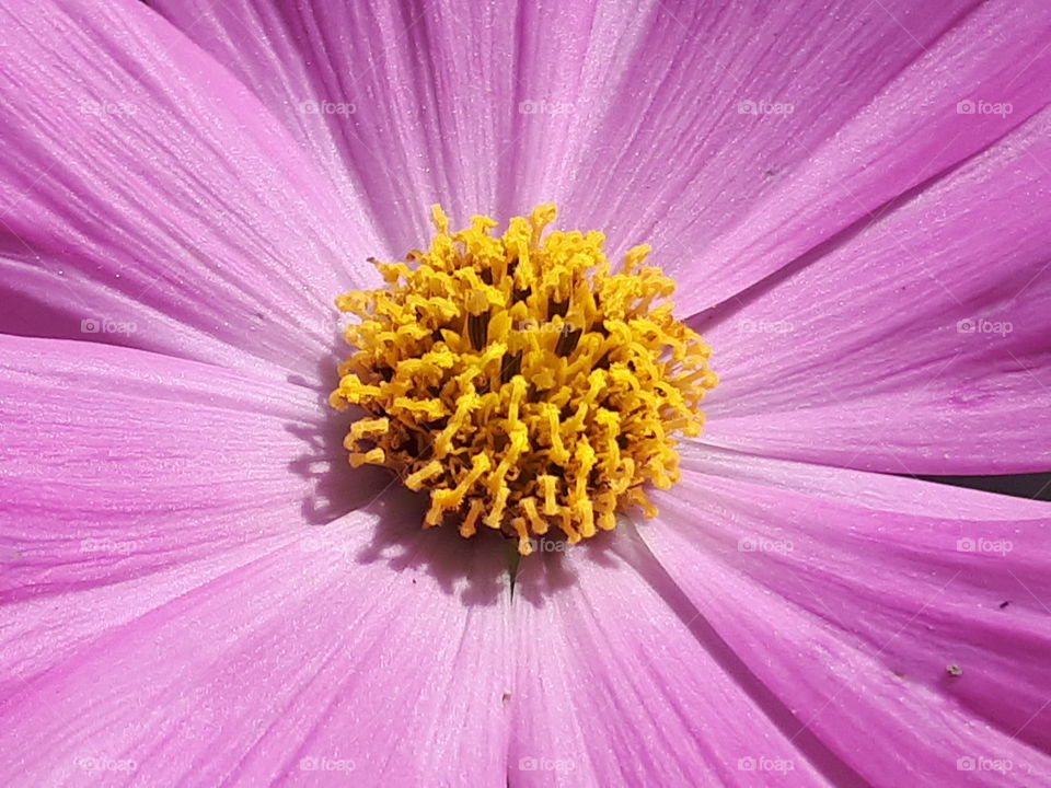 Close up of flower