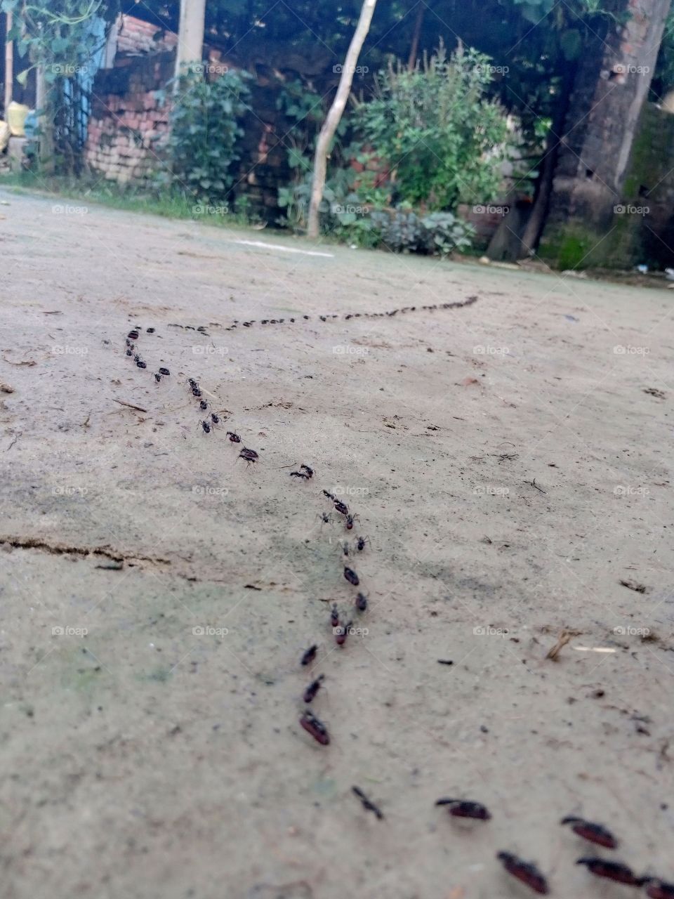 A large line of ant 🐜🐜