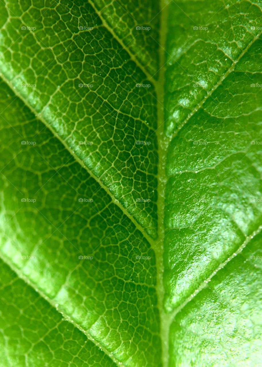 Leaf