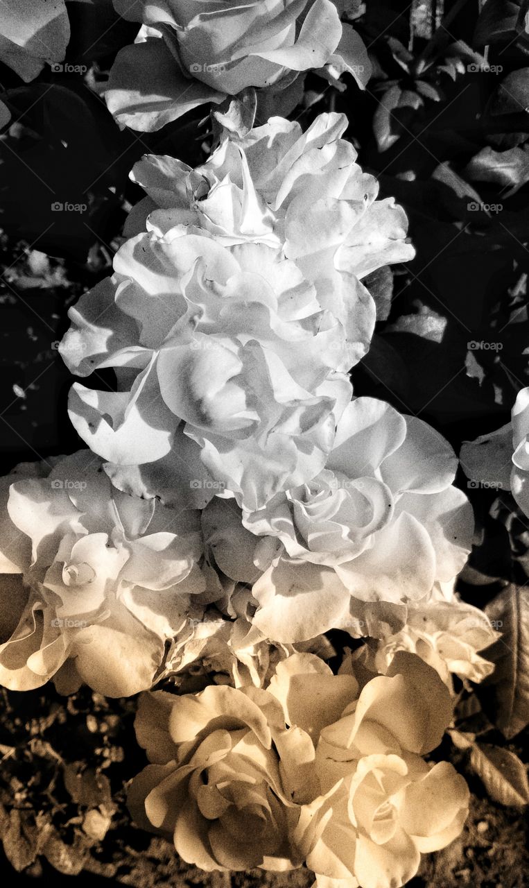 flowers are and beauty that is impossible to convey