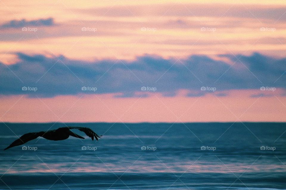 Bird at flight durning sunrise.. I always wonder where they’re going and doing 💗