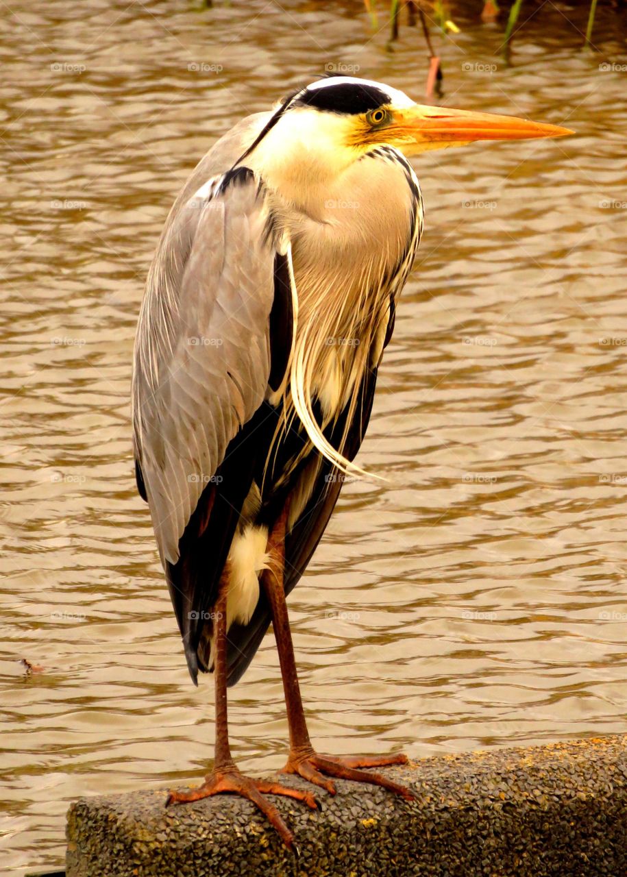 Grumpy heron