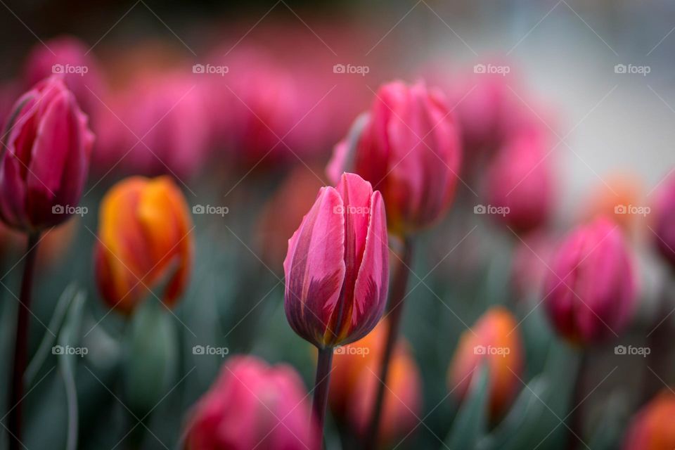 Tulip field