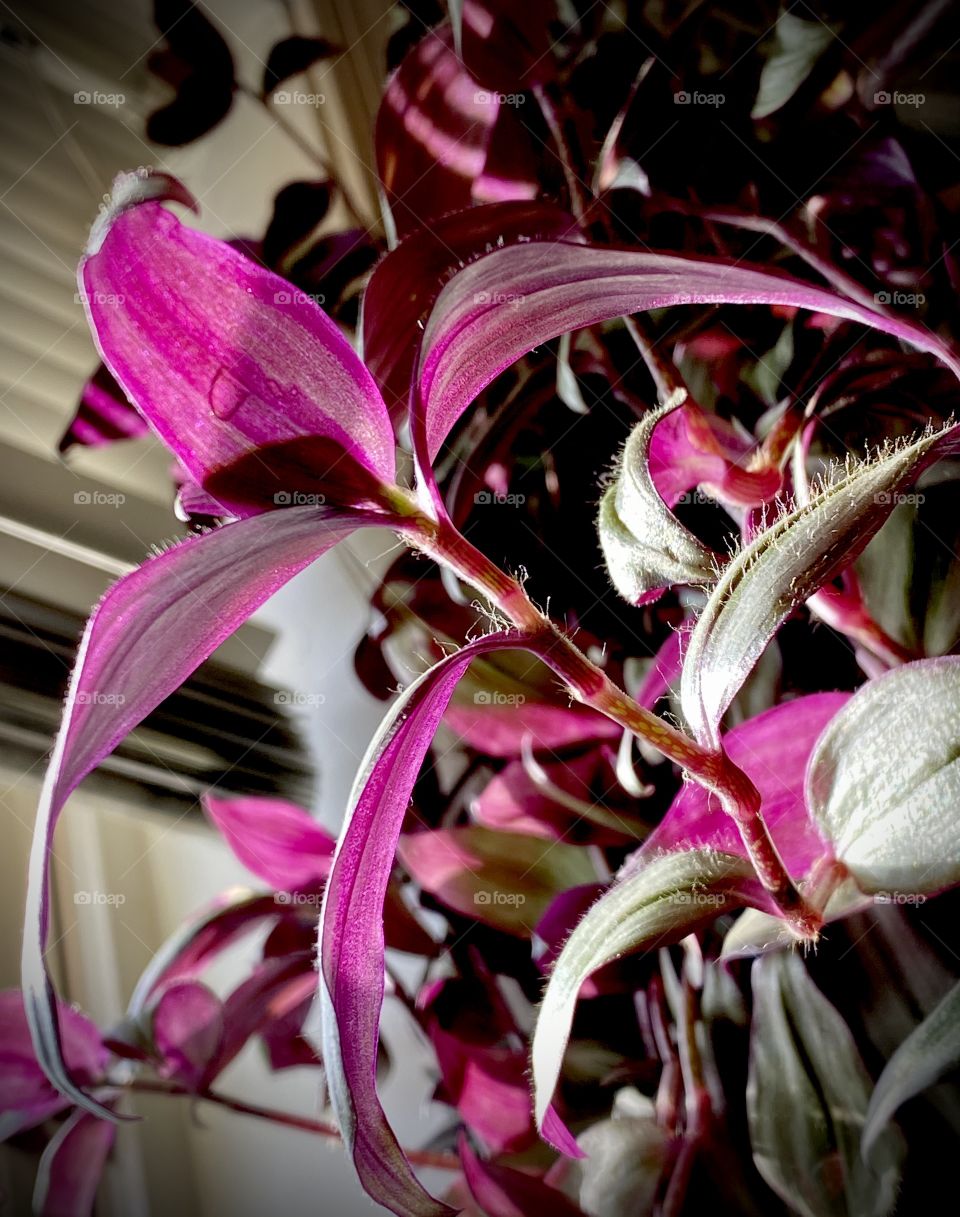 Thriving Wandering Jew