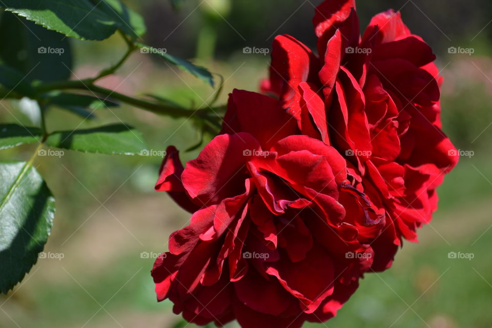 beautiful red roses
