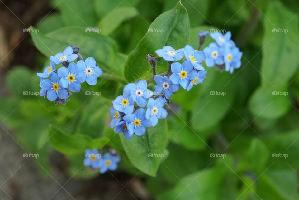 Alpine Forget-me-not
Spring 
California flowers