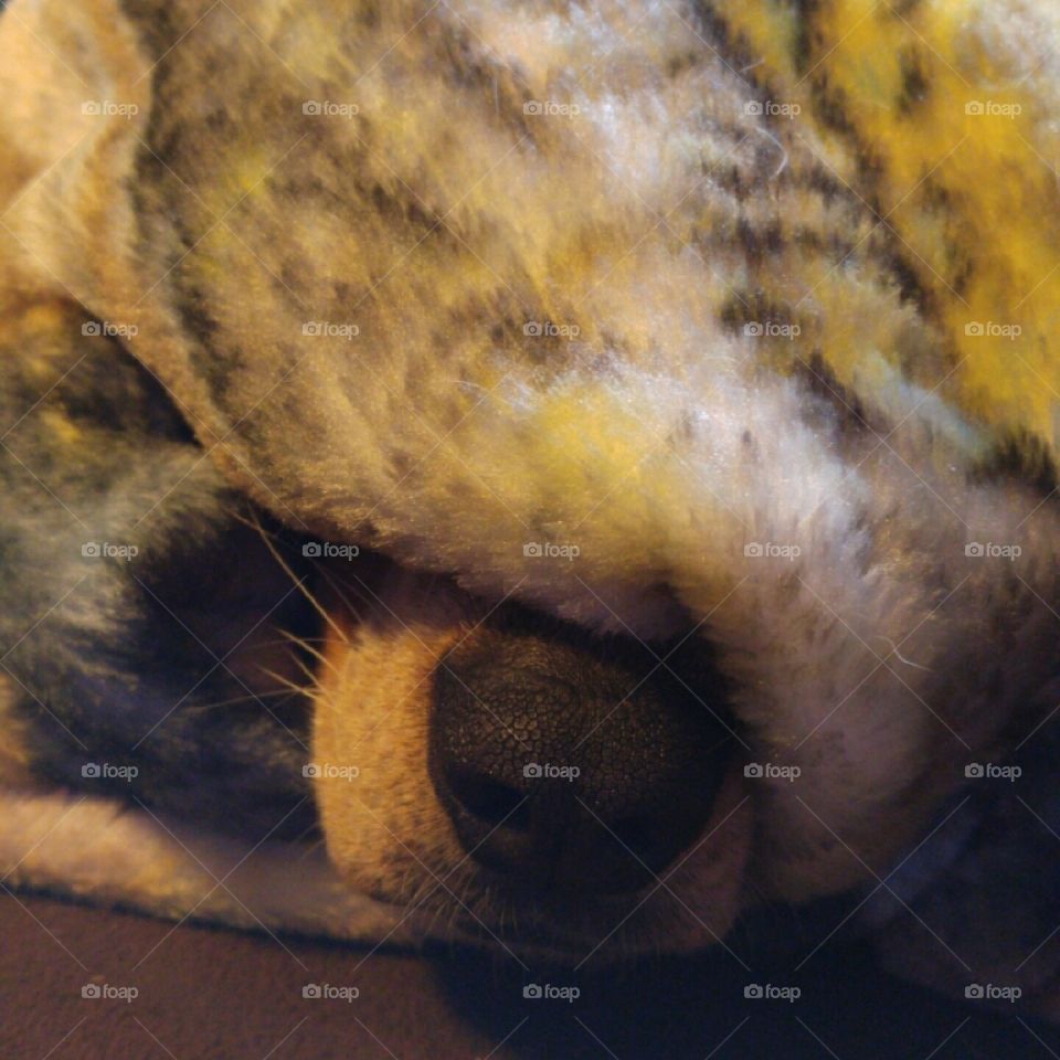 Cat, Animal, Nature, Mammal, Sleep