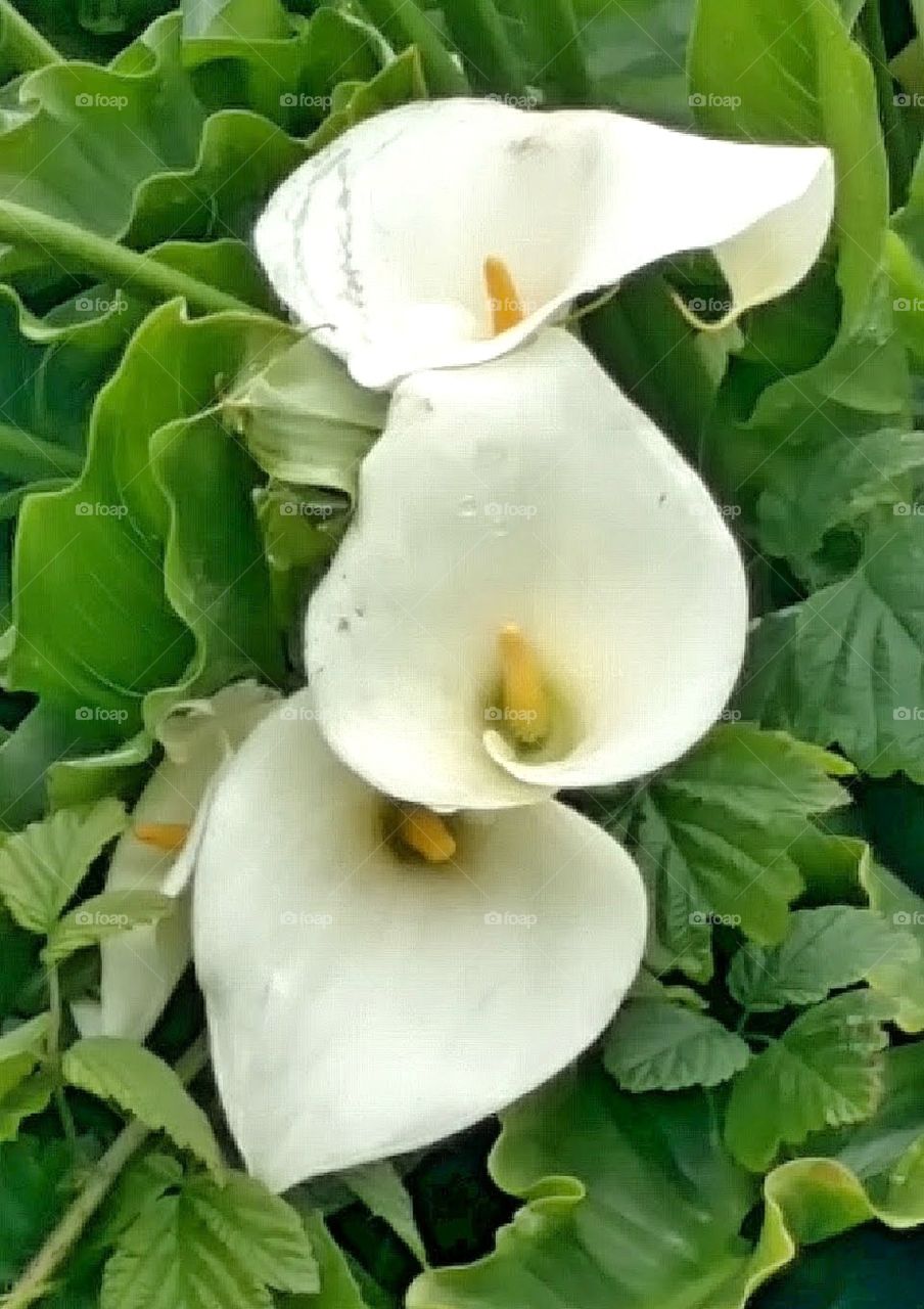 Lillies, white flowers, flora