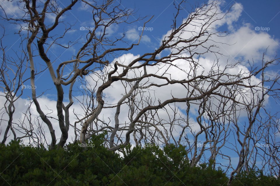Bare Branches Against the Sky